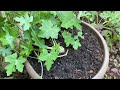 how to care for tindora ii ivy gourd ii koval ii in spring and summer