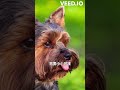 你不知道關於約克夏的小秘密 約克夏 寵物 寵物知識 yorkshire yorkshireterrier