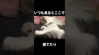 【恐怖映像】猫のお気に入りの座椅子に座ってみたら...#ねこ#cat #恐怖#shorts