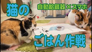 【自動給餌器④】スマホ×自動給餌器で猫ごはん！スマホのアラーム音が鳴った時の猫に注目です♪