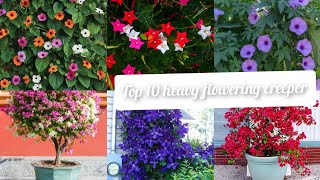 Top 10 best heavy flowering creeper that you can grow in pot |  creeper for balcony garden | #garden