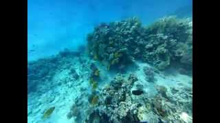 Red Sea Bluecheek butterflyfish (Chaetodon semilarvatus)