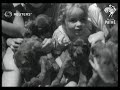 usa animals seventeen puppies at one birth creates new world record 1936