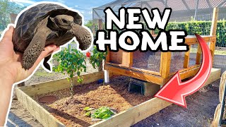 NEW HOME for BABY GALAPAGOS TORTOISE !