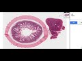 3 min histology intro to staining 3