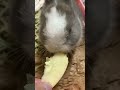 可愛的兔子吃他喜歡的蘋果cute bunny eats his favorite apple。かわいいウサギが大好きなリンゴを食べる。 萌寵 bunny puppy