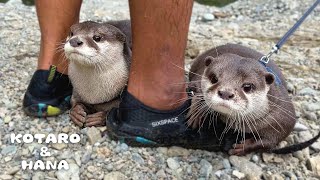 大親友のカワウソが別れを惜しんでハグする瞬間にジーンと来た　Otter Best Friends Meet Up then Say Goodbye with a Hug