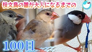 桜文鳥の雛が大人になるまでの100日～羽の色が変わっていく様子がわかるよ！