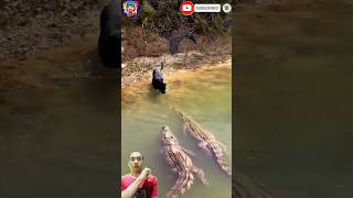 DUA BUAYA RAWA MENDEKATI MACAN KUMBANG #animals #crocodile #shortvideo