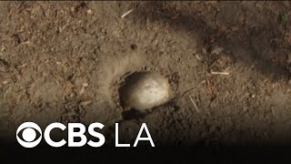 Family finds possible human remains during Easter celebrations in Long Beach
