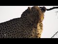 cheetah on a tree scent marking