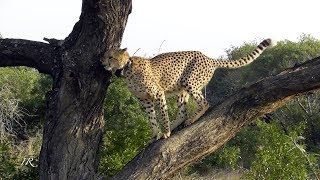 Cheetah on a tree - scent marking