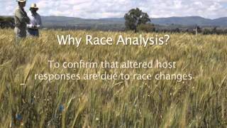 Race Analysis 01 - Introduction to Wheat Rust Race Analysis