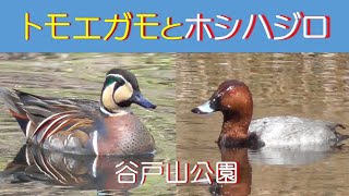 トモエガモとホシハジロ