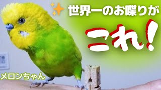 【世界一のお喋りがこれ！】おしゃべりインコメロンちゃん