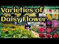 VARIETIES OF DAISIES ||  NAME OF DAISIES|| DIFFERENT COLORS OF DAISIES || DAISY FLOWER #daisyflowers