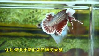 驚豔展示級鬥魚  金屬古銅紅 大象PK