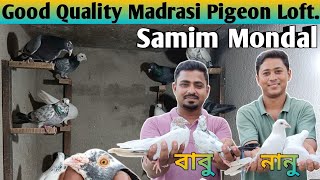 Good Quality Madrasi Pigeon!! Samim Mondal Loft!! (বাবু ও নানু) দুই বন্ধুর কালেকশন🕊️#pigeon#kabootar