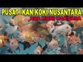 PUSAT PENJUALAN IKAN MAS KOKI - ADA SIZE RAKSASA