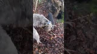 hunting terriers lurcher and catapult shooting Episode 5