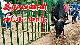 இன்று இராவணன் வீட்டு மாடு 👿||பாப்பன்விடுதி ஜல்லிக்கட்டு ||jallikkattu ||jallikkattu video