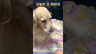 주인놈 오늘은 또 뭐하개 #골든리트리버 #제니 #간식 #댕댕이