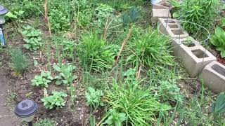 Backyard garden vegetable fields |  សួនបន្លែបង្ការក្រោយផ្ទះ មើលកម្សាន្តពេលបន្លែចាប់ផ្តើមធំ