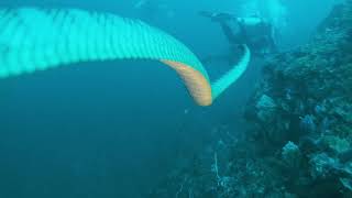 Diving Indonesia: Part 4. Belongas Bay, South Lombok. Sea snake soup.