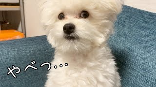 叱られそうなのを誤魔化す子犬があざとい【ポメプー】【ポメラニアン×プードル】