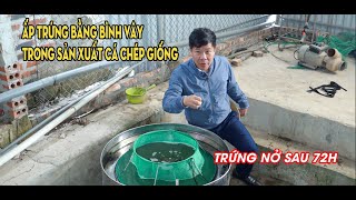 THAM QUAN CƠ SỞ XẢN XUẤT CÁ TÔM Ở HƯNG YÊN | TÌM HIỂU QUY TRÌNH THỤ TINH NHÂN TẠO CHO CÁ CHÉP