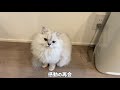 飼い主をストーカーする甘えん坊の猫！［ペルシャ猫］