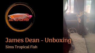 Sims Tropical Fish - James Dean - Unboxing