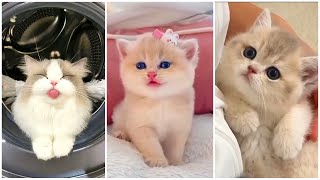 baby cats video's #2❤️😄 // baby cat videos  🎬