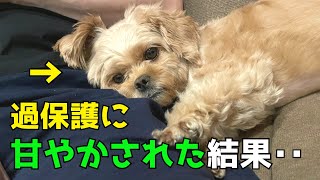 過保護に甘やかされた犬だけが見せる10の行動を解説！【犬のしつけ】【ペキプー】【トイプードルMIX犬】