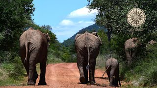 Letamo at Qwabi Private Game Reserve | Waterberg, Limpopo