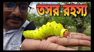 তসর রহস‍্য / Tasar Rahasya / Purulia Tasar  / Sericulture / Silk worm