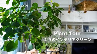 【Plant tour】初心者が育てるインテリアプランツ/観葉植物の飾り方/インテリアグリーンで心地よい空間