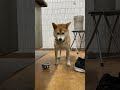 心ここにあらずといった様子の柴犬ちゃん shorts