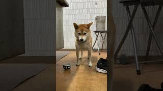 心ここにあらずといった様子の柴犬ちゃん #Shorts