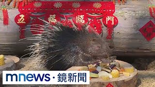 年菜上桌！　北高動物園除夕加菜、公開吃播｜#鏡新聞