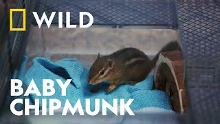 Helping a Baby Chipmunk with Dental Issues | Critter Fixers | National Geographic WILD UK