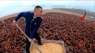 ¿CÓMO ESTE AGRICULTOR CRIA 70 MIL GALLINAS LIBRES?