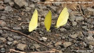 Eurema hecabe (Linnaeus, 1758) - Common Grass Yellow- Mud Mud puddling_ Learn with Dr.AS