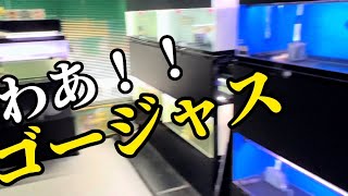 魚帝国認定！日本一のアクアショップ！！【高級アロワナ入荷情報・トロピカルフィッシュ佐野】