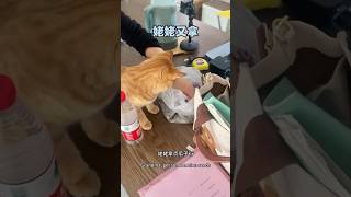 猫：我就是不喜欢你，谁叫你时常欺负我！#cat #funny #eccentric