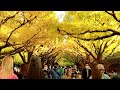 tokyo yellow leaves were falling earlier in meiji jingu ginkgo avenue 明治神宮外苑 4k explorejapan