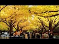 Tokyo Yellow leaves were falling earlier in Meiji Jingu Ginkgo Avenue | #明治神宮外苑 #4k #explorejapan