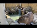 【池田動物園公式】カピバラたちの日常（定点カメラ）