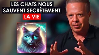 DR. JOE DISPENZA | LES CHATS NE SONT PAS QUE DES ANIMAUX : DÉCOUVREZ LE SECRET DE LEUR PRÉSENCE.