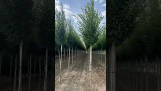 Pyramiden Hainbuche | Carpinus betulus 'Fastigiata'